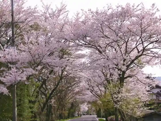 Oku-Yahagi Lakeside Cherry Avenue