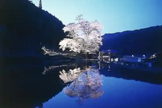 Nawashiro Cherry Blossoms