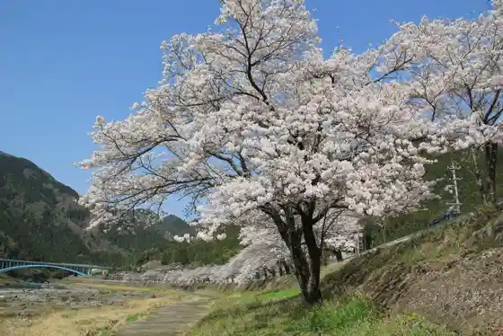Cherry Blossom Avenue along National Route 156