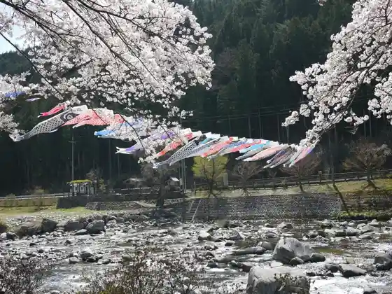 Hosu Cherry Blossoms