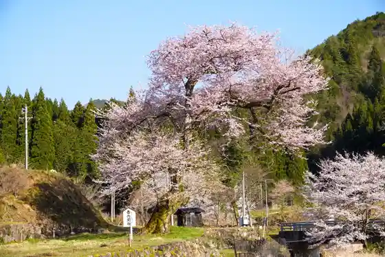Zenbee Cherry Tree