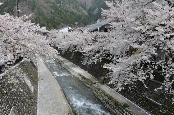 Yamada River Cherry Blossoms