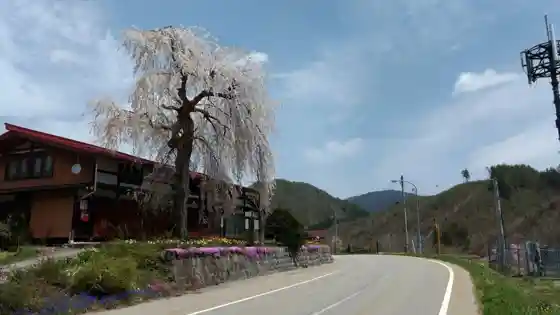 Koya Cherry Tree in Kashiwabara