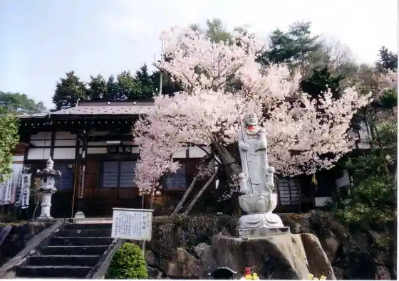 Chingo Cherry Tree at Jigenji Temple