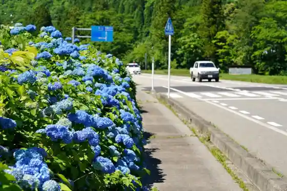 Etchu Nishi Kaido Hydrangea Road