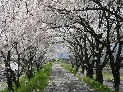 Sakamaki Park Cherry Blossoms