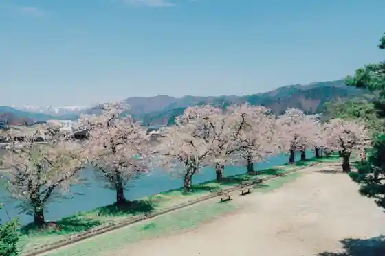 Chiyo no Matsubara Park Cherry Blossoms