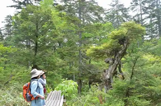 Shindo Marsh