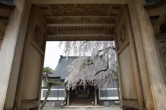 Saikoji Temple Cherry Blossoms