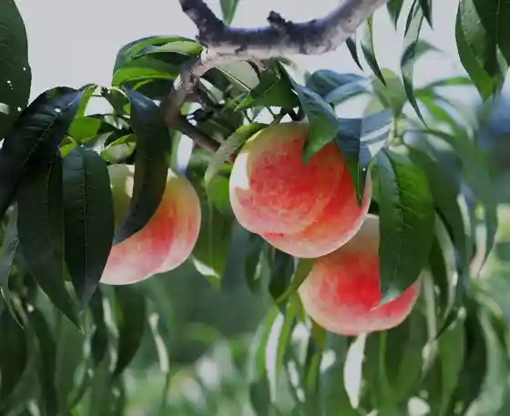 Kurouchi Orchard