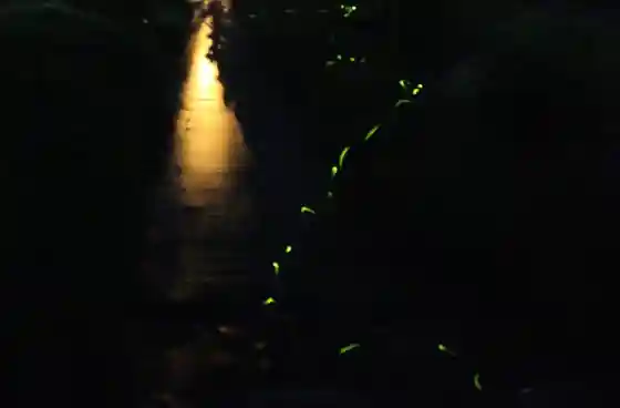 Asuka River Fireflies