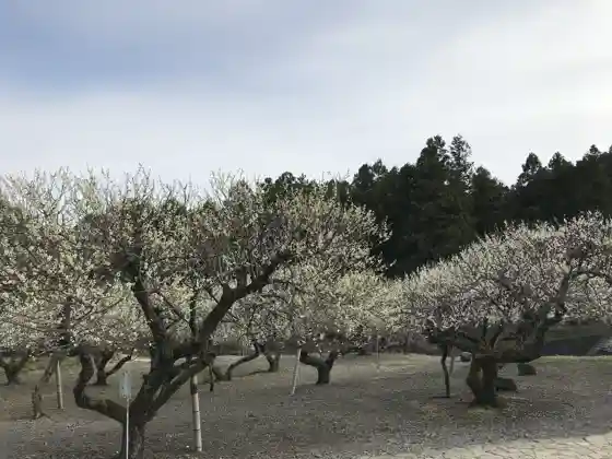 Otsudani Plum Garden