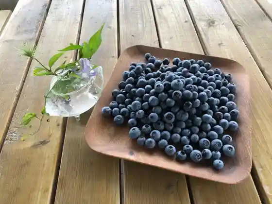Blueberry Garden Gifu