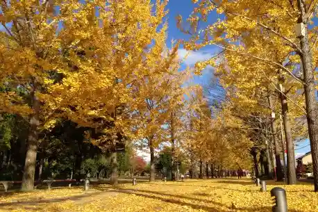 Ginkgo Avenue at Manabi no Mori Promenade