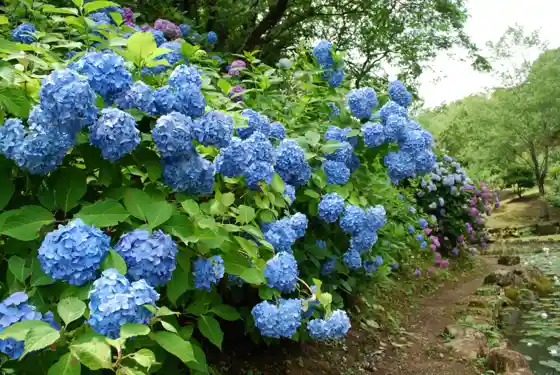 Minokamo Kenko Forest