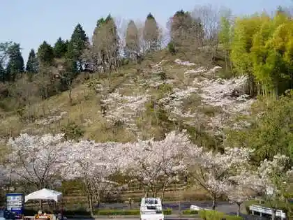 Mitake Forest Cherry Blossoms