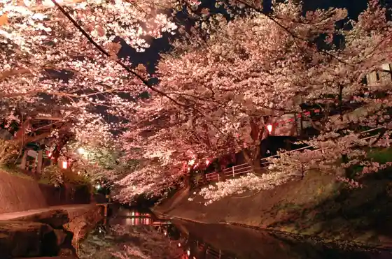 Yoshida River Cherry Blossoms