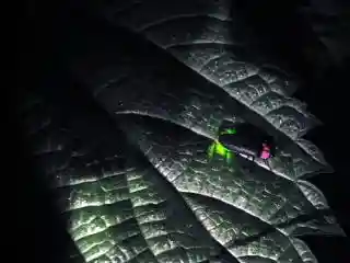 Seki Fireflies
