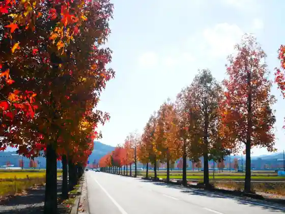 Momijibafu and Tokaede Avenue Autumn Leaves