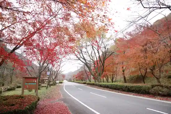 Autumn Leaves at Teraogahara Senbonzakura Park