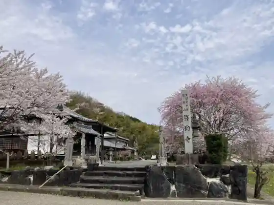 Cherry Blossoms at Miroku-ji Temple