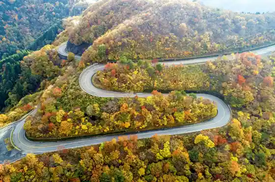 Mount Ibuki Driveway Autumn Leaves