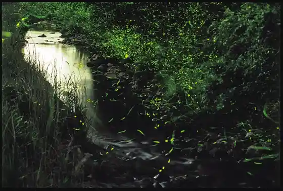 Fujiko River Fireflies
