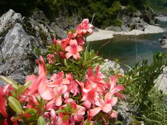 Shirakawa Town Flower Rock Azalea