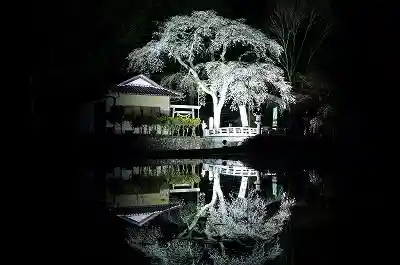 Tenno Zakura at Ono Tsushima Shrine