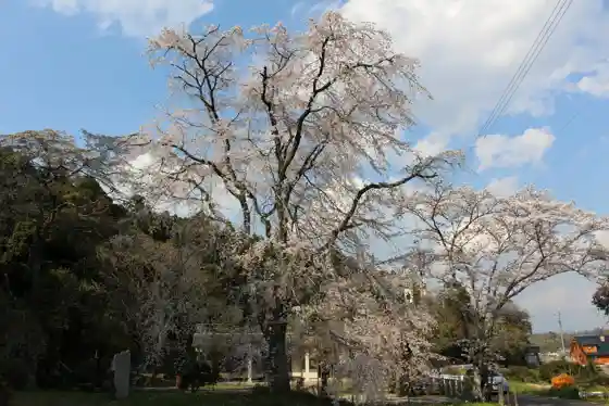 Oyabu Weeping Cherry