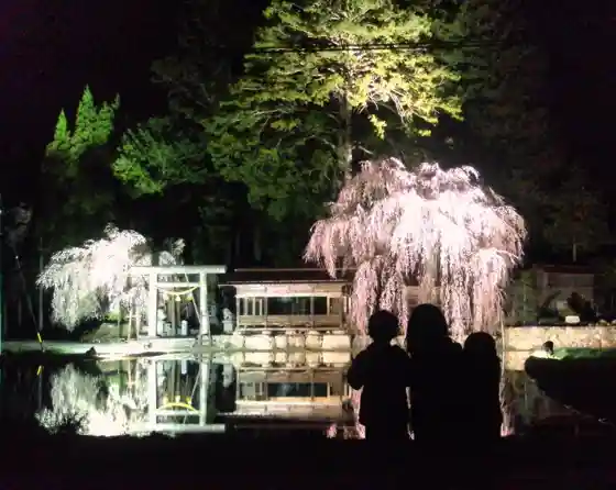 Weeping Cherry at Aoya Shinmei Shrine