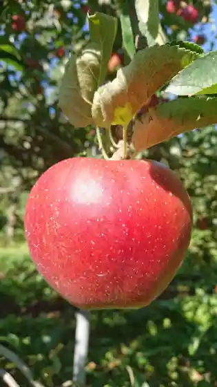 Tsutsumi Orchard