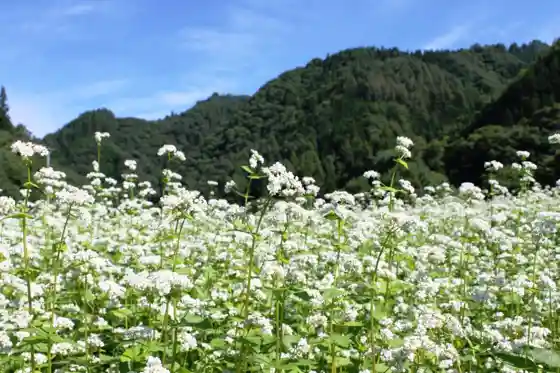 Hida Shokawa Buckwheat Flowers