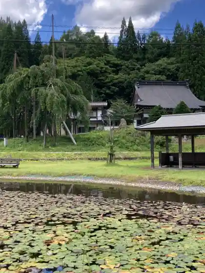 Water Lilies at Otani Weeping Cherry Park