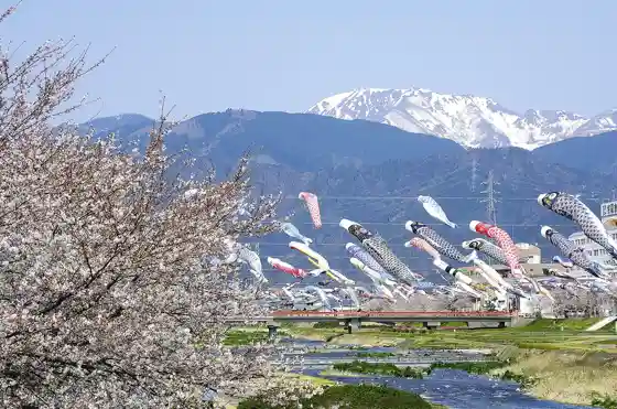 Aikawa Koinobori Mass Flight