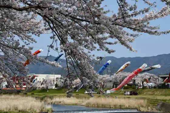 Aikawa Waterside Park Cherry Blossoms