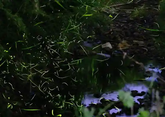 Firefly Festival (Iwate)