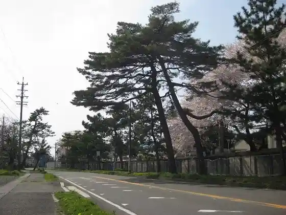 Minoji Pine Avenue