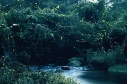 Tsurusato Firefly Festival