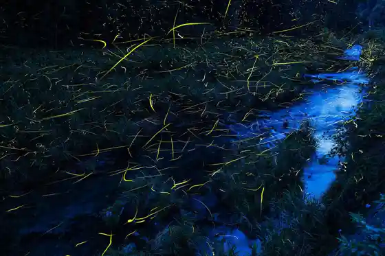 Fireflies (Deto River and Miyama no Mori)