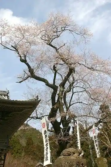 Kannamiji Temple Edo Higan Cherry