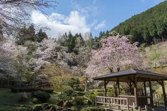 Onami Cherry at Nyuji no Mori Park
