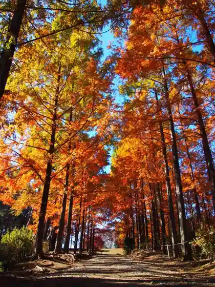 Autumn Foliage at Meiso Forest