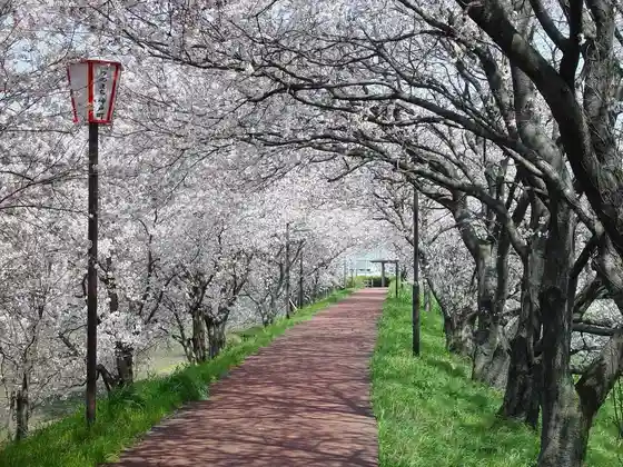 Waju Tsutsumi Cherry Blossoms