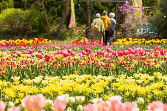 Shoko’s Tulip Garden