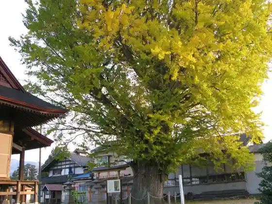 Kamisato Ya no Ohatsukiicho