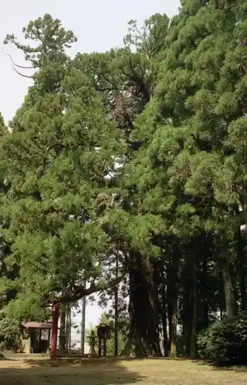Haguro Shrine no Suo Sugi (Suosugi)