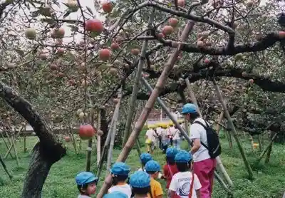 Sato Ringo Sono