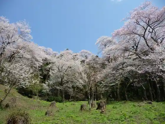 Oyamada Higan Sakuragi Hayashi