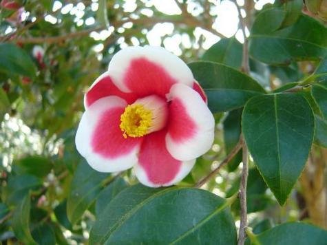 Tamanoura Camellia